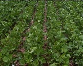 Soybean Seeding Rates – How Low Can We Go?
